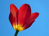 Lowdown Backlit Tulip_DSCF01679